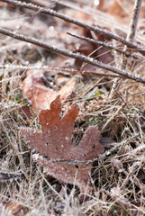 Frost on Leaf at Ryerson Woods