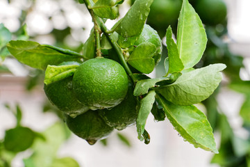 The kaffir lime tree is dense. Fresh bergamot fruits on bergamot tree. The result is a sphere.