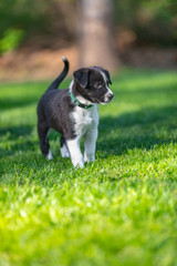 Obraz na płótnie Canvas Little Border Collie puppy sitting running playing in the garden. Outdoor dog portrait