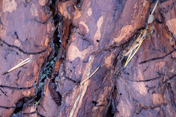 Bark of pine tree growing in taiga forest.