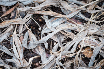 Dry leaves on the ground in spring.