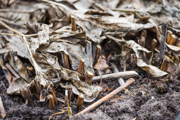 Dry grass on the ground after long winter.