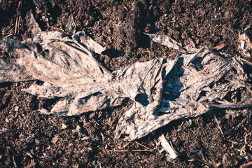 Dry leaves to clean the area on cool spring day.