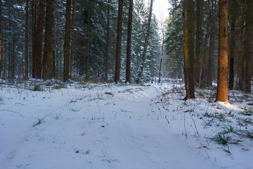 Winter sunset view of the forest road. Road in the winter forest. The sun shines through the branches of trees