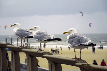 Obraz premium Netherlands. Three Seagulls in a row