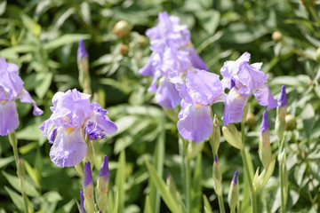 Beautiful flowers blooming in spring day.