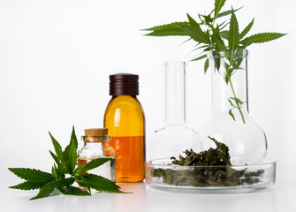 Hemp medical yellow oil in glass bottle, fresh green cannabis leaves and dry leaf in Petri dish on white table background