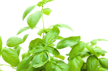Basil bush isolated on white background with green leaves, close up, high key, blur background