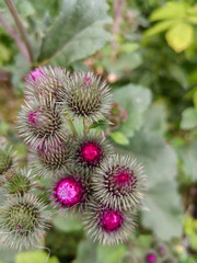 Prickly burdock flowers with pink cores