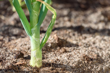Green onion planted in the ground.