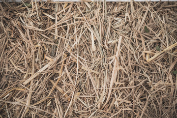 Hay straw yellow background