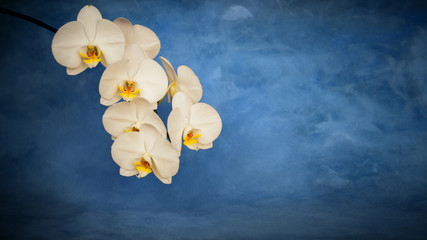 Sprig of orchid flower on blue background. Copy space. beautiful tropical flowers. © meteoritka
