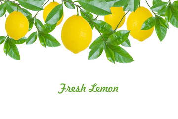 Ripe lemon fruit on branches with green leaves isolated on white background, copy space