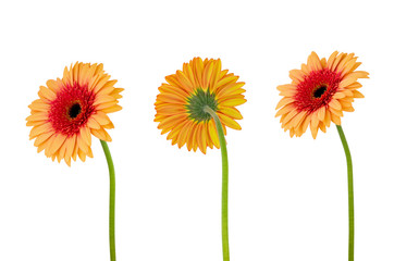 Three orange gerbera daisy flower  on  stem isolated on white background with clipping path