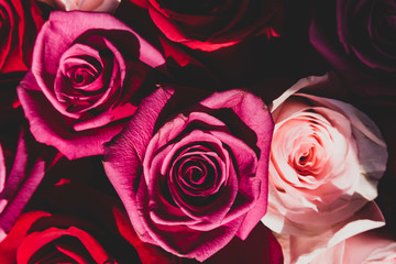Red and pink roses. Floral background. Flowers closeup. Wediding and valentine. The rose petals.