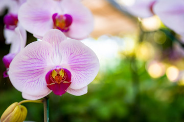 pink vanda orchid flowers with bright bokeh background 