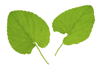 Fototapeta premium Green fresh spring plant leaf isolated on white background, different view, close-up