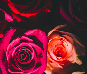 Red and pink roses. Floral background. Flowers closeup. Wediding and valentine. The rose petals.