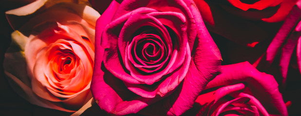 Red and pink roses. Floral background. Flowers closeup. Wediding and valentine. The rose petals.