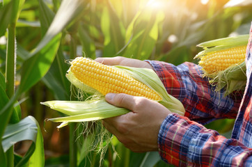 Harvest ready unwrapped corn cobs in farmer's hands