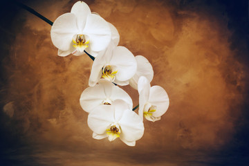 Sprig of orchid flower on brown background. Copy space. Beautiful white tropical flowers.