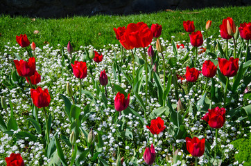 Red flowers at Welligton Gardens, New Zealand