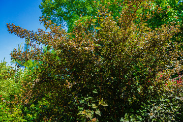Fototapeta na wymiar Huge bush of flowering Ninebark shrub or Physocarpus opulifolius Diabolo, Diablo Ninebark against blue sky. Selective focus. Place for text. Spring landscape. Atmosphere of calm and conciliation.
