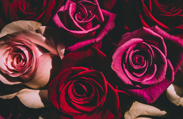 Red and pink roses. Floral background. Flowers closeup. Wediding and valentine. The rose petals.