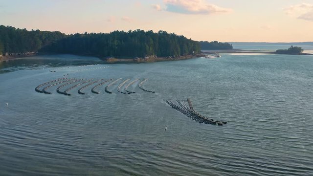 Aerial: Flying over an oyster farm at sunset. Orr's Island, Maine, USA