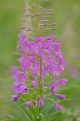 Obraz premium Chamaenerion angustifolium, fireweed, great willowherb, rosebay willowherb is a perennial herbaceous flowering plant in family Onagraceae. Fireweed leaves from this plant can undergo fermentation. 