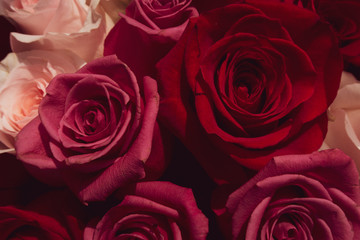 Obraz premium Red and pink roses. Floral background. Flowers closeup. Wediding and valentine. The rose petals.