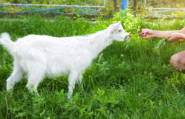 White goat eating willow. Woman is feeding domestic animals in the nature.
