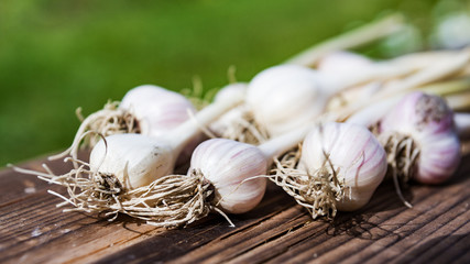 Freshly harvested purple garlic bulbs drying on wood in summer. Nutrition vegetarian