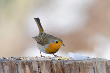 Rotkehlchen mit Vogelfutter