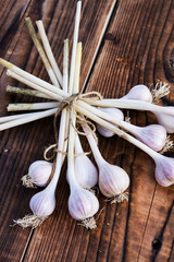 Freshly harvested purple garlic bulbs drying on wood in summer. Nutrition vegetarian