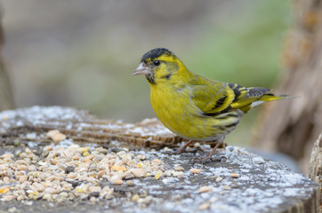Männlicher Erlenzeisig mit Vogelfutter
