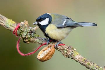 Kohlmeise mit Walnuß mit Fettfutter