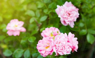 Pink English Rosa. Flowers in background with sun in summer garden.