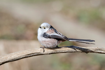 Long-tailed bushtit | Schwanzmeise