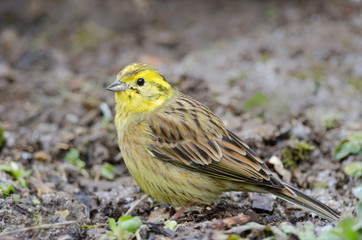 M&auml;nnliche Goldammer