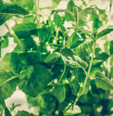 Green branching mint leaves closeup