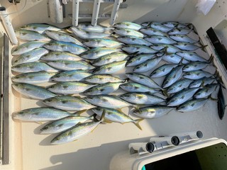 Catch of a big catch of yellow tail by boat fishing.