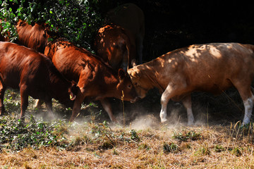 krowy, pastwisko, walka, słońce, walka o cień, cień © Grzegorz Barbara Iza