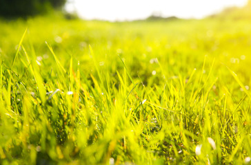 Beautiful green grass. Summer vibes. Spring season. Sun lights in the plants. Nature beauty.