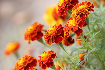 Marigold flower