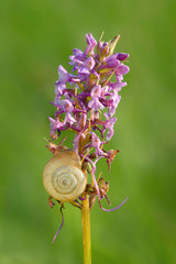 Mücken-Händelwurz mit Hain-Bänderschnecke