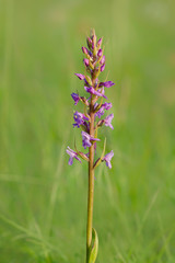 Fototapeta premium Mücken-Händelwurz (gymnadenia conopsea)