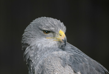 Aguja (geranoaetus melanoleucus)