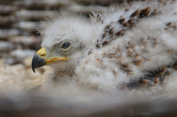 Küken des Wüstenbussards