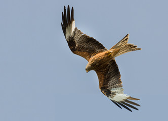 Rotmilan (milvus milvus) im flug